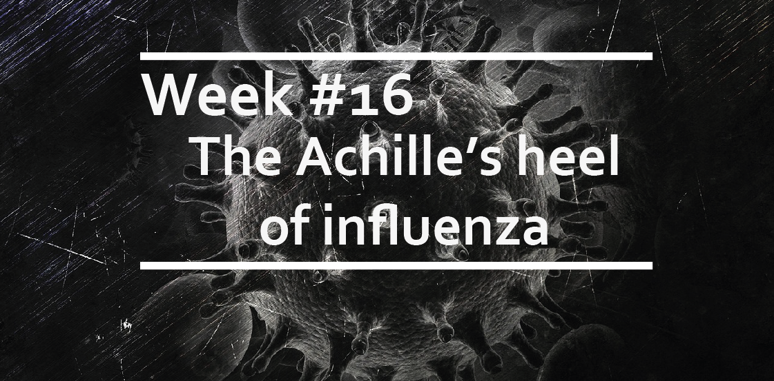 The Achille’s heel of influenza