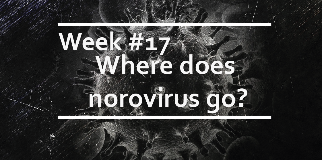 Where does norovirus go?