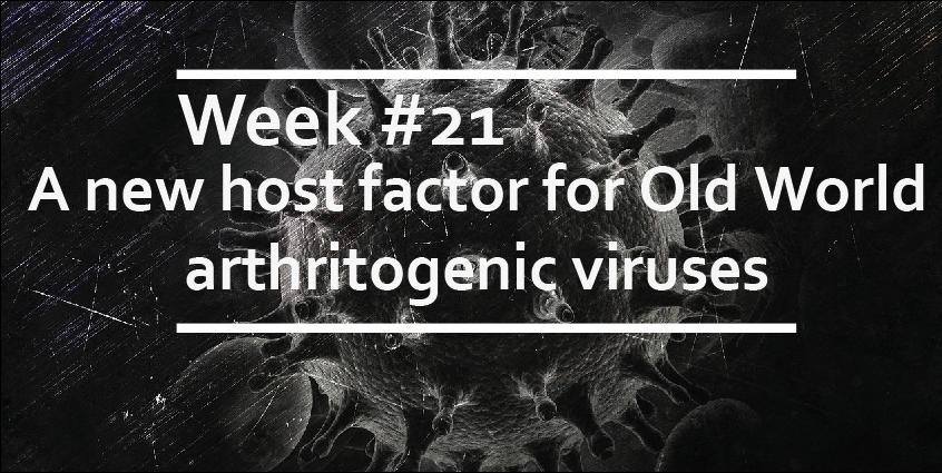 A new host factor for Old World arthritogenic viruses