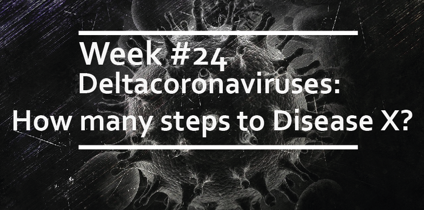 Deltacoronaviruses: How many steps to Disease X?