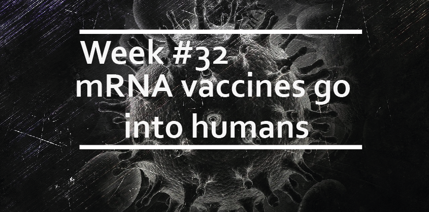 mRNA vaccines go into humans