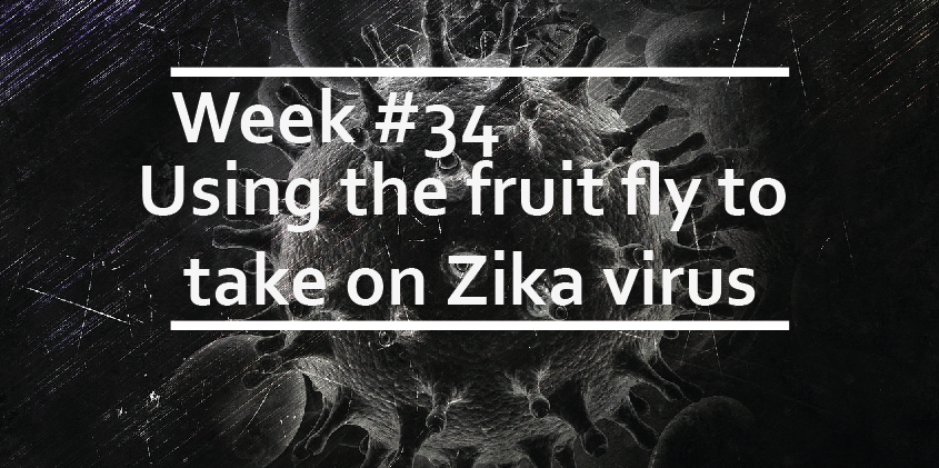 Using the fruit fly to take on Zika virus