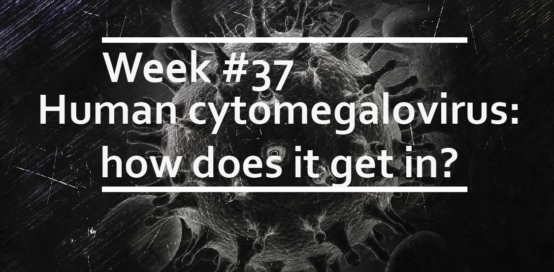 Human cytomegalovirus: how does it get in?