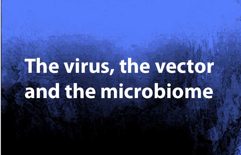 The virus, the vector and the microbiome