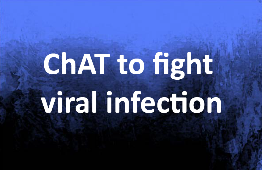 ChAT to fight viral infection