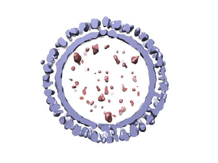 The viral system of the month: Virus-like Particles