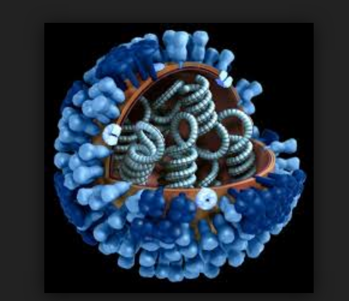 The virus of the month: Influenza