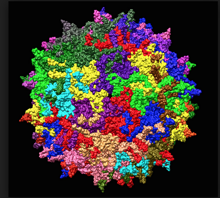 The viral system of the month: Adeno-associated derived vectors