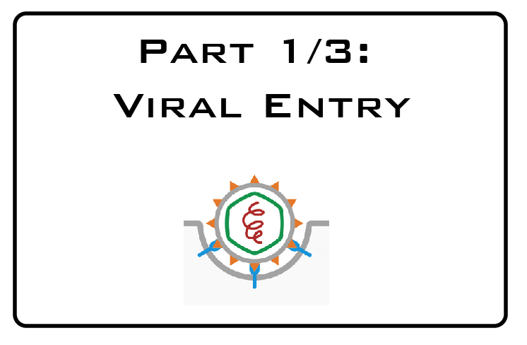How to look at …  Part 1/3:  Viral entry