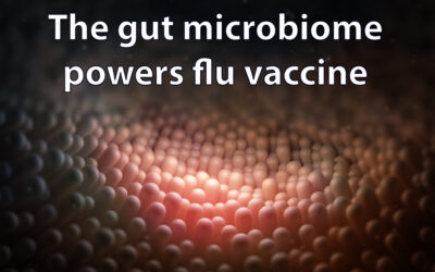 Gut microbiome powers flu vaccination