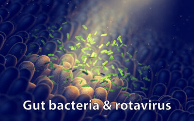 Gut bacteria prevent and cure rotavirus infection