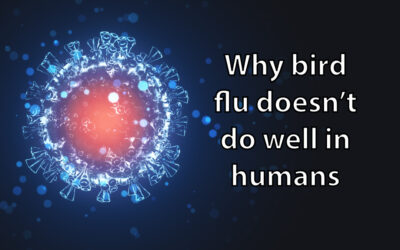 Why bird flu doesn’t do well in humans