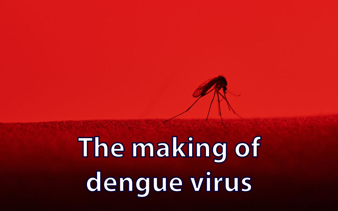 The making of dengue virus: the structural proteins