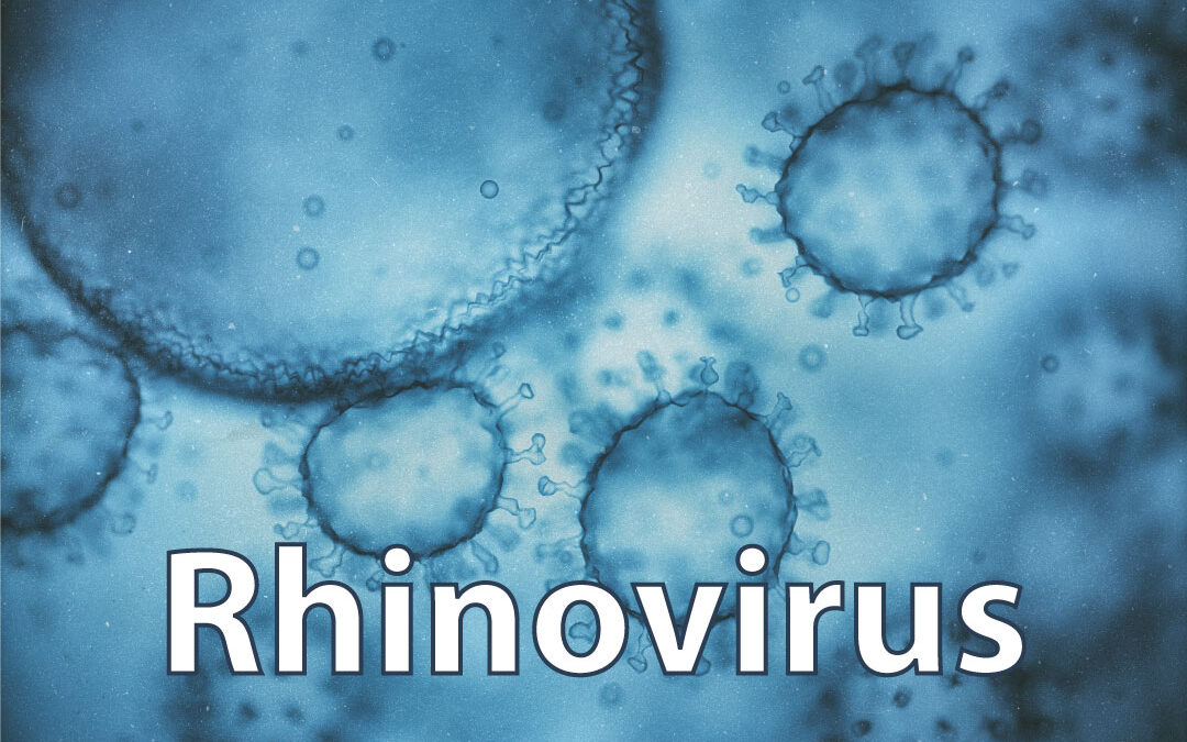 The virus of the month: Rhinovirus
