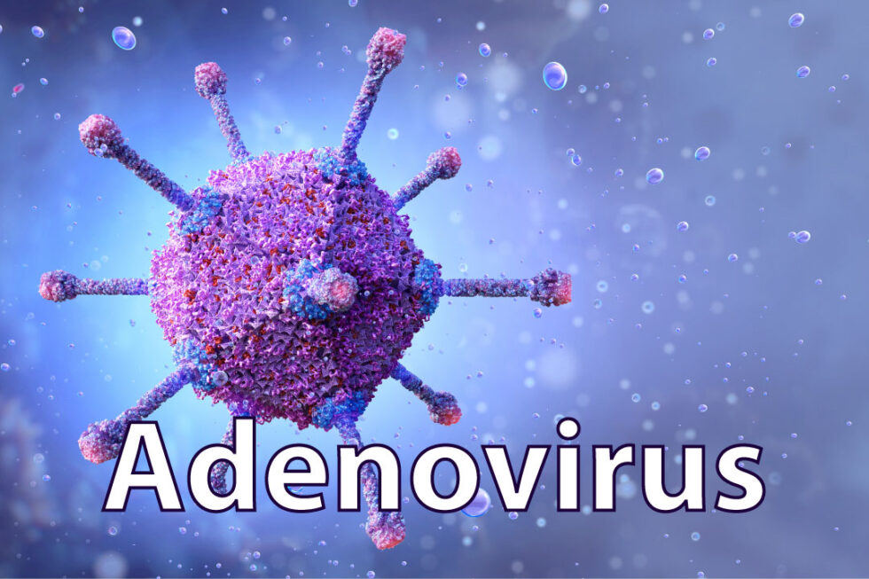 The virus of the month Adenovirus VIROLOGY RESEARCH SERVICES
