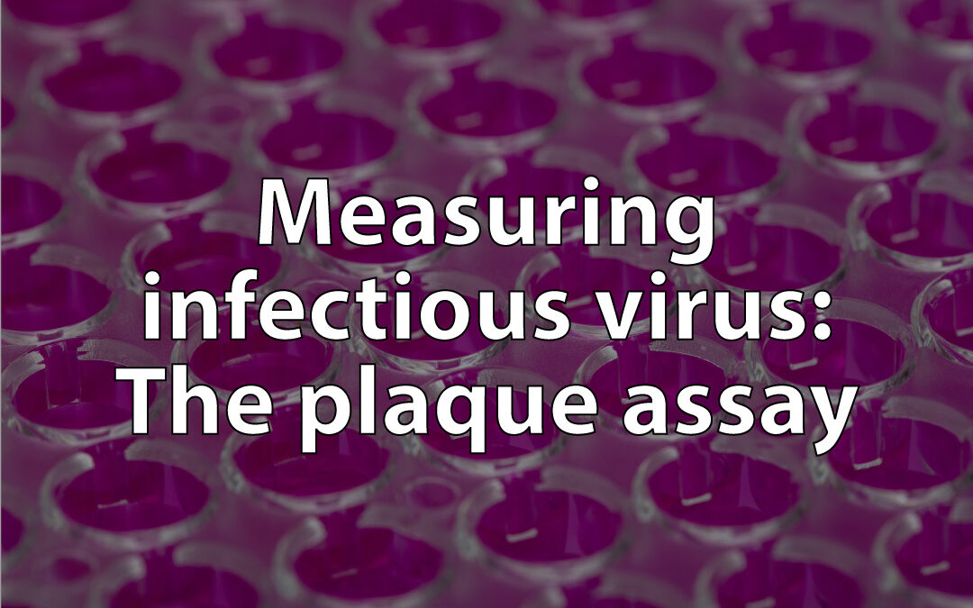 Measuring infectious virus: the plaque assay