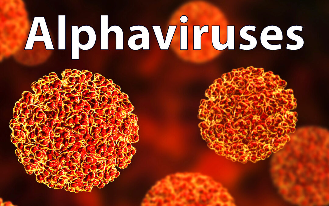 Alphaviruses Virology Research Services