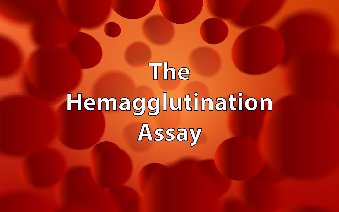 hemagglutination