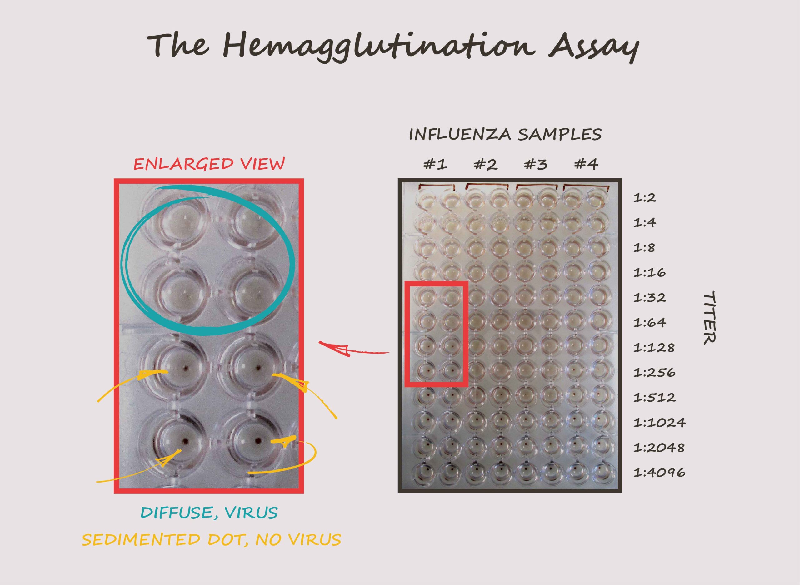Infographic showing how the HA assay works