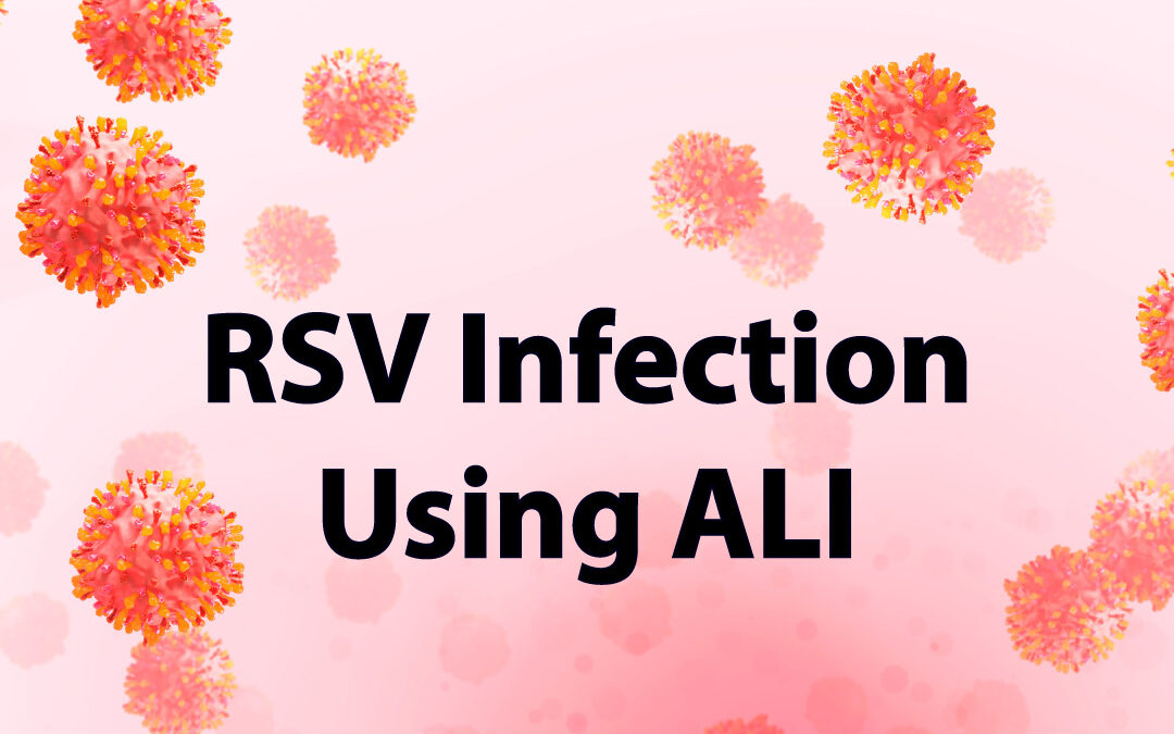 Studying RSV Infection Using the Air-Liquid Interface Model
