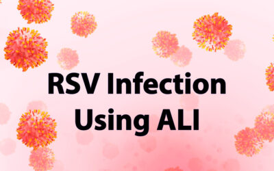 Studying RSV Infection Using the Air-Liquid Interface Model