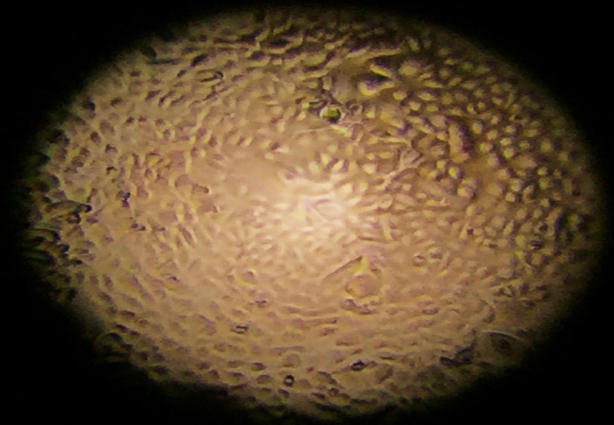 ALI culture system showing cells growing to confluency