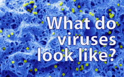 What do viruses look like?
