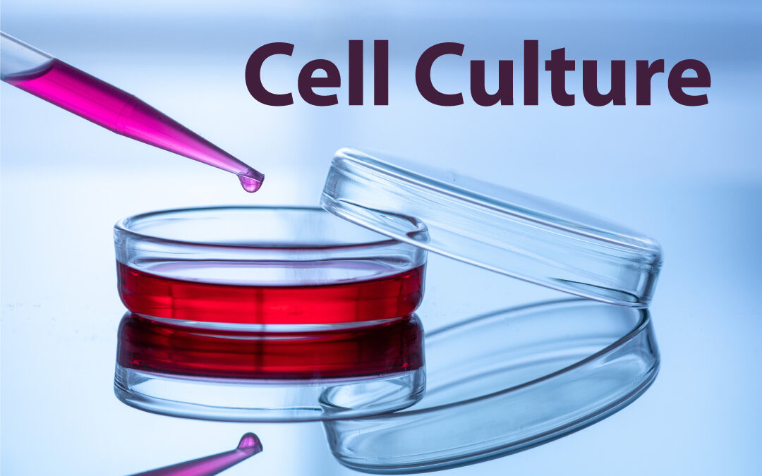 What is cell culture, and how has it evolved?