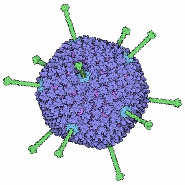 Adenovirus