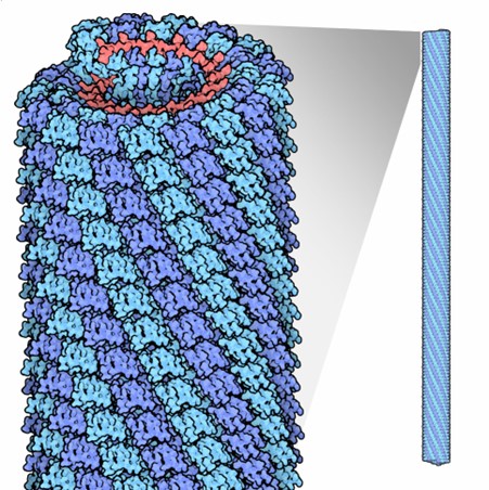 Tobacco Mosaic Virus 