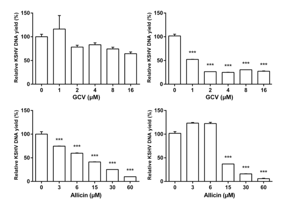 Effect of ganciclovir (a positive control, top) and allicin (bottom) on latent (left) and lytic (right) KSHV infections in BC-3 cells. 