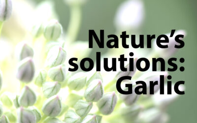 Nature’s solutions: Garlic