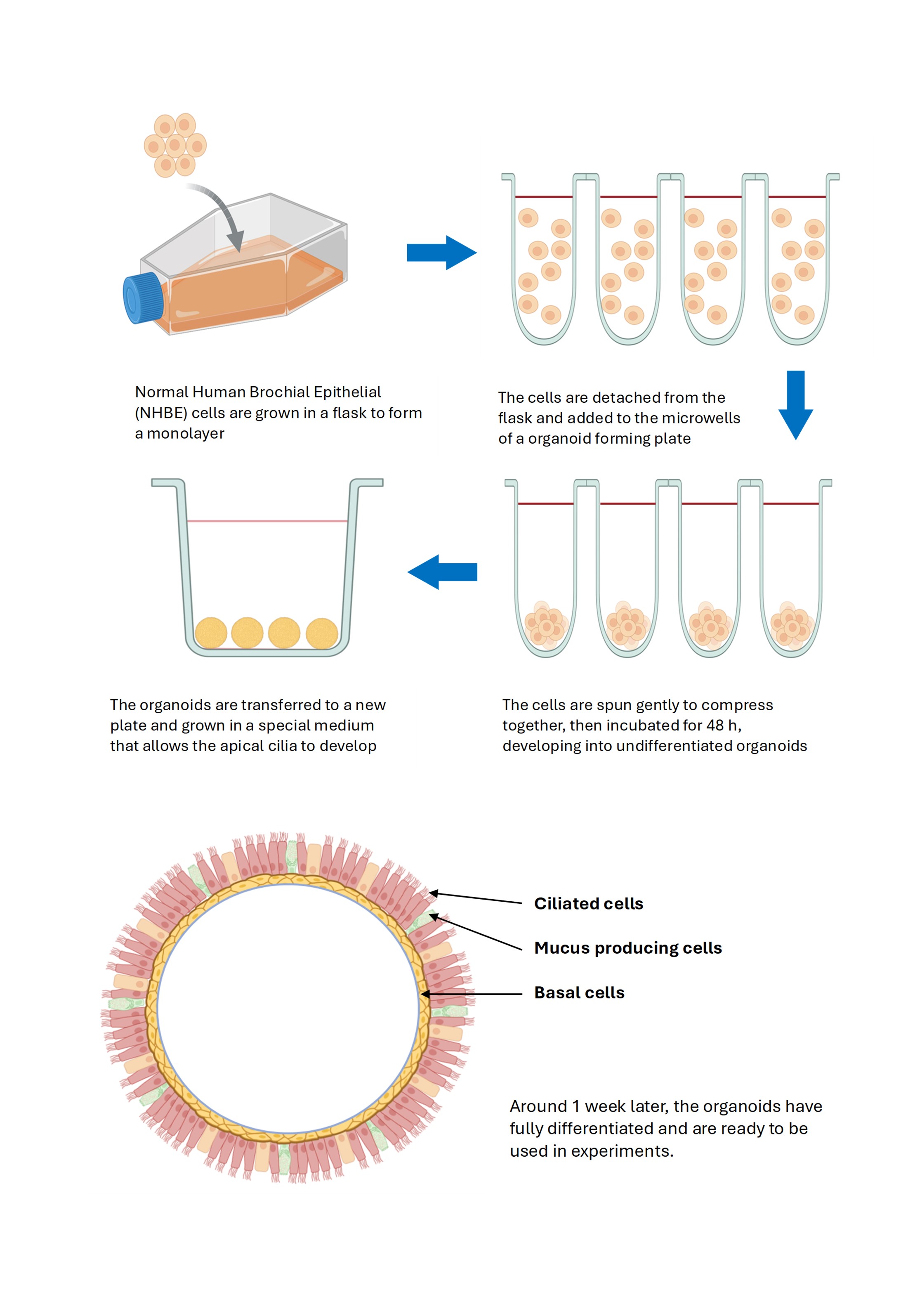 Microscope image of differentiating ALI cells